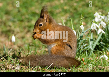 Scoiattolo rosso Sciurus vulgaris mangiare sul suolo Cumbria Inghilterra England Foto Stock