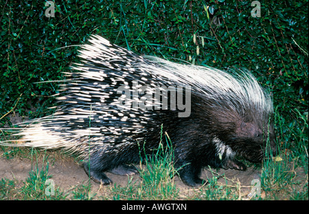 Istrice Hystrix cristata Europa animali animali burrower burrowers CRESTED CRISTATA EUROPA fauna europea erbivoro di lei Foto Stock