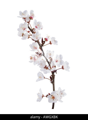 Prugna-tree fiori. Gli elementi di design isolato su bianco. Foto Stock