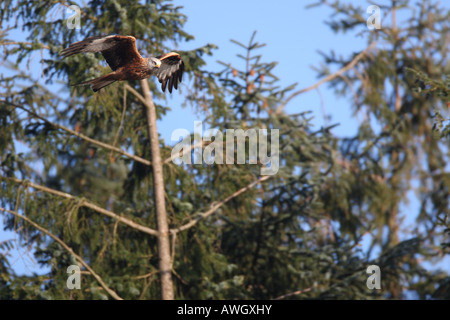 Nibbio reale Milvus milvus appesi in aria sopra il cibo SCOURCE Foto Stock