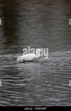 Garzetta Egretta garzetta la cattura di gamberetti Foto Stock