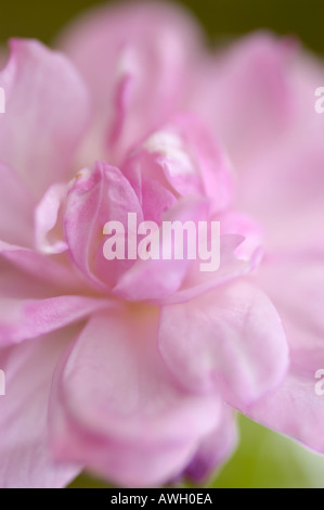 Rosa fiori di ciliegio con i suoi fiori sulla vista pronti a mostrare per api impollinare Foto Stock