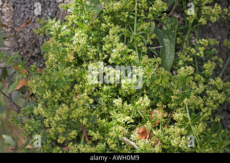 Cleavers Galium aparine in fiore in Corsica Francia Foto Stock