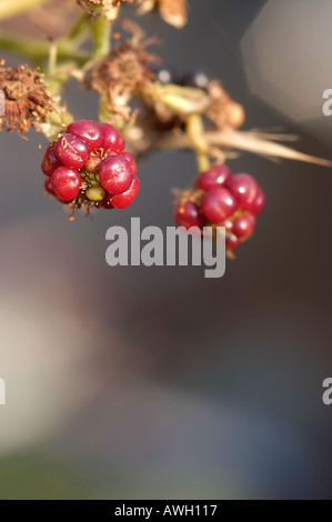 Blackberry Sylvia con la maturazione dei frutti Foto Stock