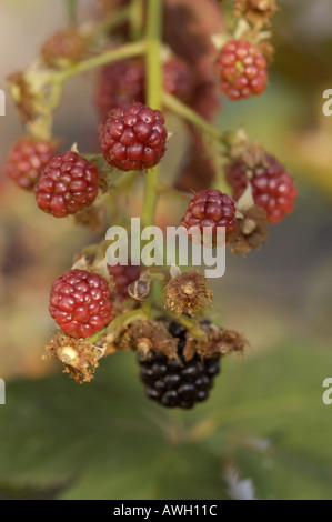 Blackberry Sylvia con la maturazione dei frutti Foto Stock