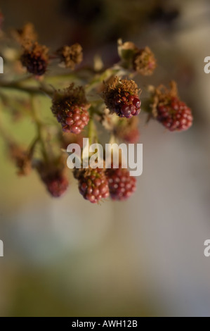 Blackberry Sylvia con la maturazione dei frutti Foto Stock