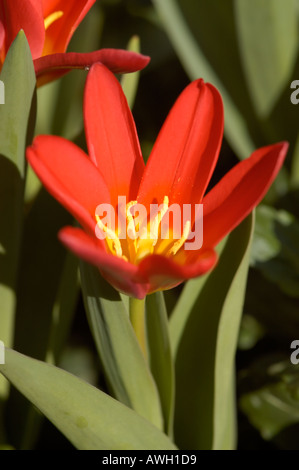 Dwarf tulip Red Riding Hood testa di fiori Foto Stock