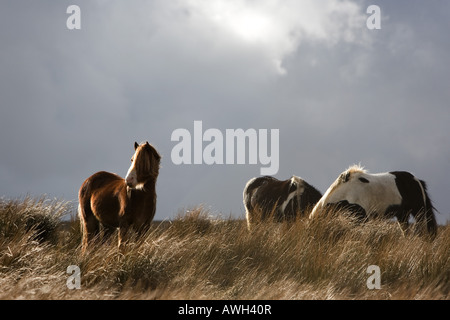 La luce del sole su cavalli selvaggi contro un buio tempestoso cielo nuvoloso. Yorkshire Dales, Cumbria, Inghilterra Foto Stock