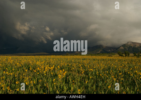 Un prato di girasoli alpina con la san juan mountains subito dopo una tempesta con la luce della sera, Telluride, CO. Foto Stock