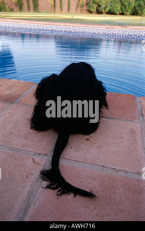 Cane maschio (Gordon setter) acqua potabile dalla piscina, Sotogrande, Spagna Foto Stock