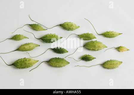 Gruppo mazzetto raccolta di asiatici gourd Amaro meloni guardando come lo sperma o topi titolo in una direzione 9776 dsc Foto Stock