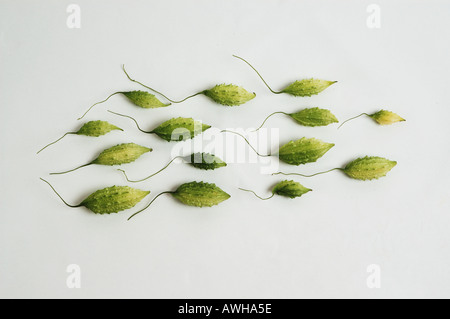 Gruppo mazzetto raccolta di asiatici gourd Amaro meloni guardando come lo sperma o topi titolo in una direzione 9779 dsc Foto Stock