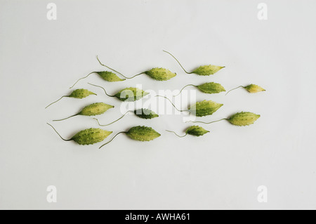 Gruppo mazzetto raccolta di asiatici gourd Amaro meloni guardando come lo sperma o topi voce in una direzione dsc 9780 Foto Stock