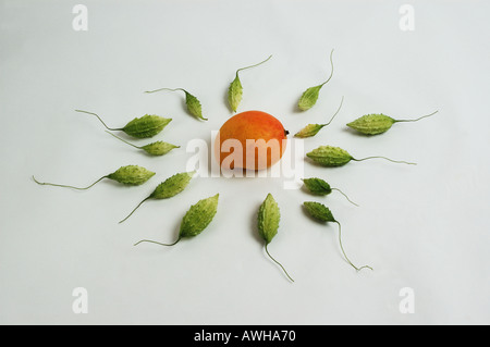 Gruppo mazzetto raccolta di asiatici gourd Amaro melone guardando come lo sperma o topi voce per uovo di mango 9788 dsc Foto Stock