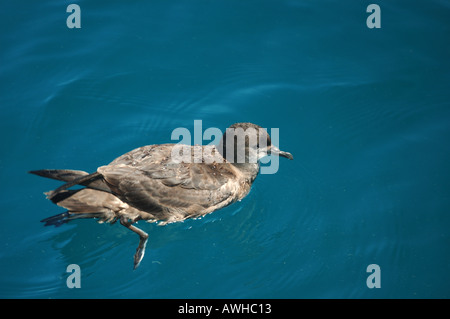 Fuligginosa shearwater puffinus griseus cerca di cibo nei pressi di barca dopo rilascio 9409 dsc Foto Stock