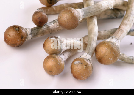 I funghi magici dall'India Foto Stock