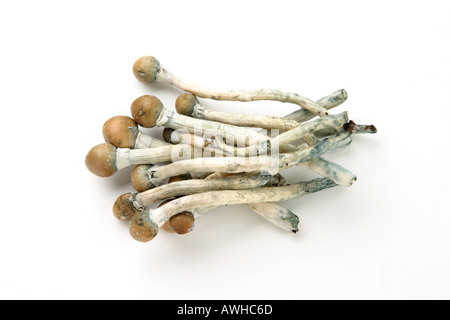 I funghi magici dall'India Foto Stock