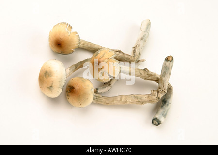 I funghi magici dal Messico Foto Stock