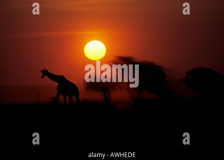 La giraffa passeggiate al tramonto nel Parco Nazionale Etosha Namibia Foto Stock