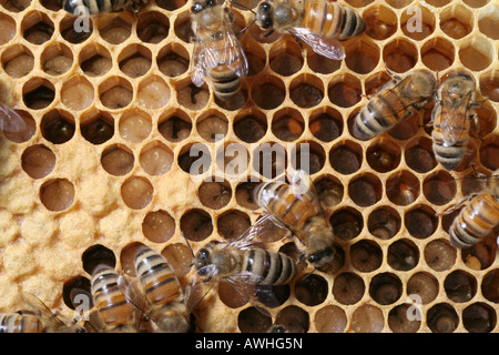 Honeybees in un alveare con larve in vari stadi di sviluppo e le pupe Foto Stock
