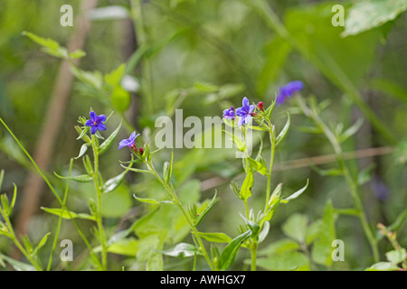 Viola gromwell Lithospermum purpurocoeruleum cresce su strada banca erbosa vicino a Bourges Centro Regione Francia Foto Stock