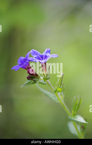 Viola gromwell Lithospermum purpurocoeruleum cresce su strada banca erbosa vicino a Bourges Centro Regione Francia Foto Stock