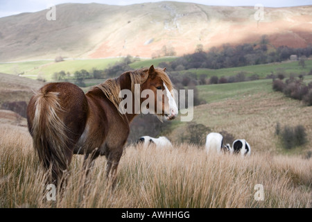 Yorkshire moor cavalli pascolano in Yorkshire Dales Foto Stock