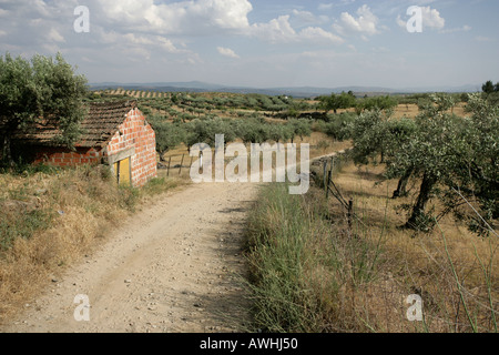 Un frutteto di oliva nel nord est del Portogallo nei pressi di Bragança Foto Stock