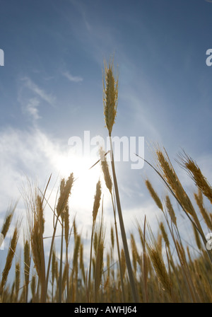 Alberi di grano pronto per la mietitura Foto Stock