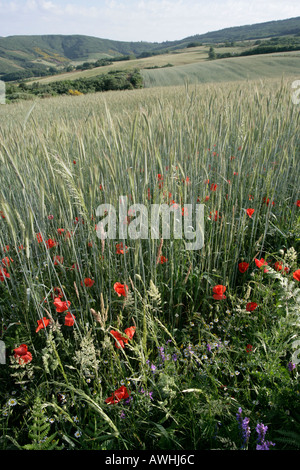 Il papavero cresce vicino ai bordi dei campi di grano pronto per la mietitura vicino a Braganca Portogallo Foto Stock