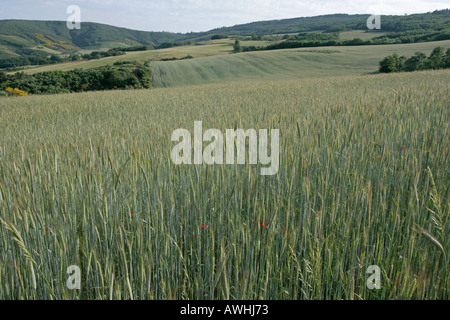 I campi agricoli di produzione del frumento nei pressi di Bragança Portogallo Foto Stock