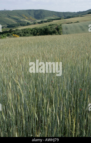 Azienda agricola i campi di grano vicino a Braganca Portogallo Foto Stock