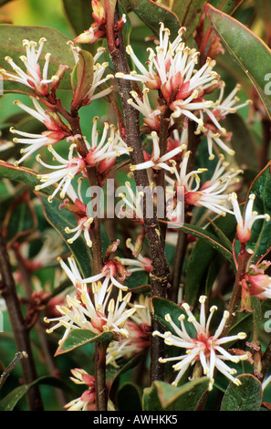 Sarcococca hookeriana viola stelo scatola di Natale gennaio fragrante giardino di piante Piante Fiori Fiori Foto Stock