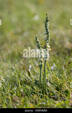 Autunno Lady s Tresses Spiranthes spiralis fondo Longslade New Forest National Park Hampshire Inghilterra Foto Stock