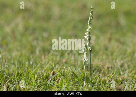 Autunno Lady s Tresses Spiranthes spiralis fondo Longslade New Forest National Park Hampshire Inghilterra Foto Stock