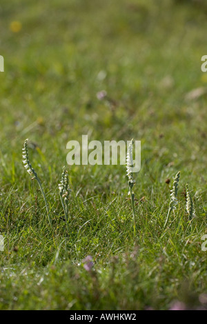 Autunno Lady s Tresses Spiranthes spiralis fondo Longslade New Forest National Park Hampshire Inghilterra Foto Stock