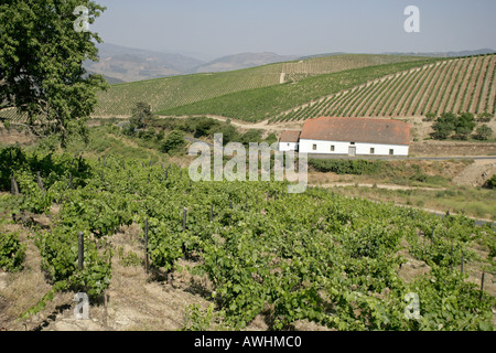 Il vino e il vino di Porto vigneti dominano la maggior parte della collina lungo il fiume Douro e valle nel nord del Portogallo. Foto Stock
