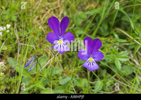 Mountain Pansy Viola lutea Findhorn Valle regione delle Highlands della Scozia Foto Stock