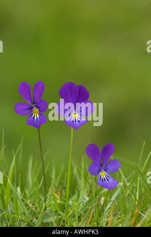 Mountain Pansy Viola lutea Findhorn Valle regione delle Highlands della Scozia Foto Stock