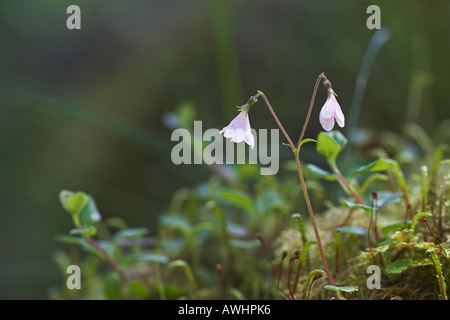 Twinflower Linnaea borealis Scozia Scotland Foto Stock