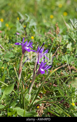 Dado di Barberia Gynandriris sisyrinchium crescente nella prateria Algarve Portogallo Foto Stock