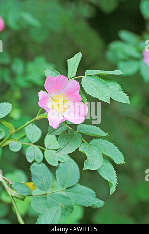 La rosa canina Rosa canina Lathkill Dale Parco Nazionale di Peak District Derbyshire Inghilterra Foto Stock