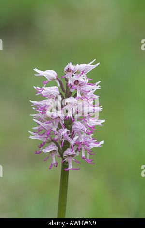 Orchide omiciattolo Orchis simia cresce su banca sul ciglio della strada vicino a Romorantin Loire et Cher Centre Regione Francia Foto Stock