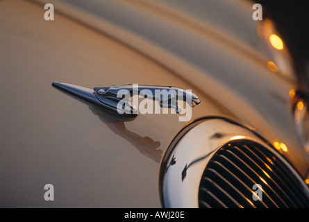 Chiusura del cofano Jaguar ornamento Foto Stock