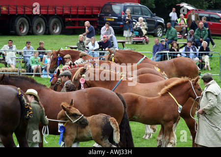 Sacco di Suffolk Punch cavalli e puledri di alcuni nel mostrare l'anello Foto Stock