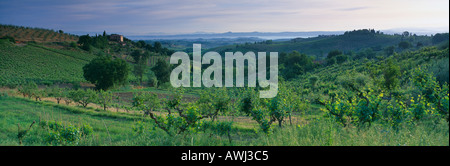 Vigneti colline toscane nr San Gimignano Toscana Italia Foto Stock