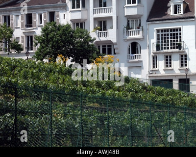 Francia Paris Montmartre ultimo vigna su rue St Vincent Foto Stock