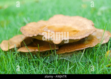 Un fungo che cresce su un prato Foto Stock