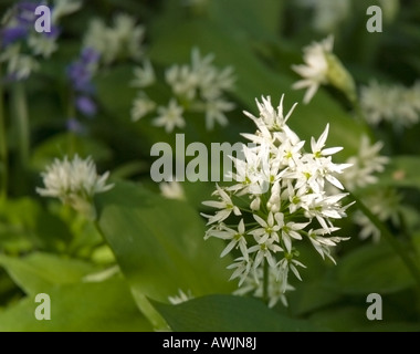 Fiori di aglio, Allium ursinum - Ramsons in fiore Foto Stock