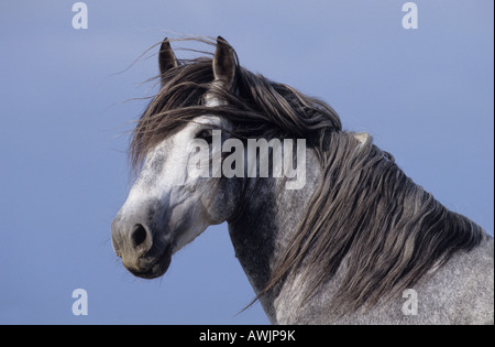 Cavallo andaluso (Equus caballus), ritratto di stallone Foto Stock